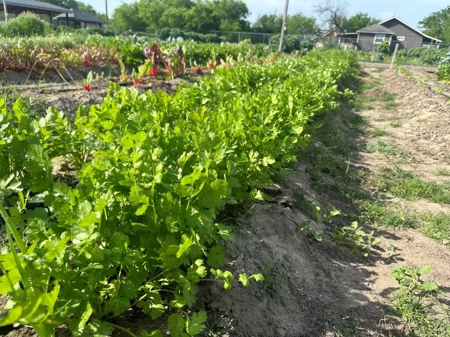 Rows of vegetables growing on a community farm