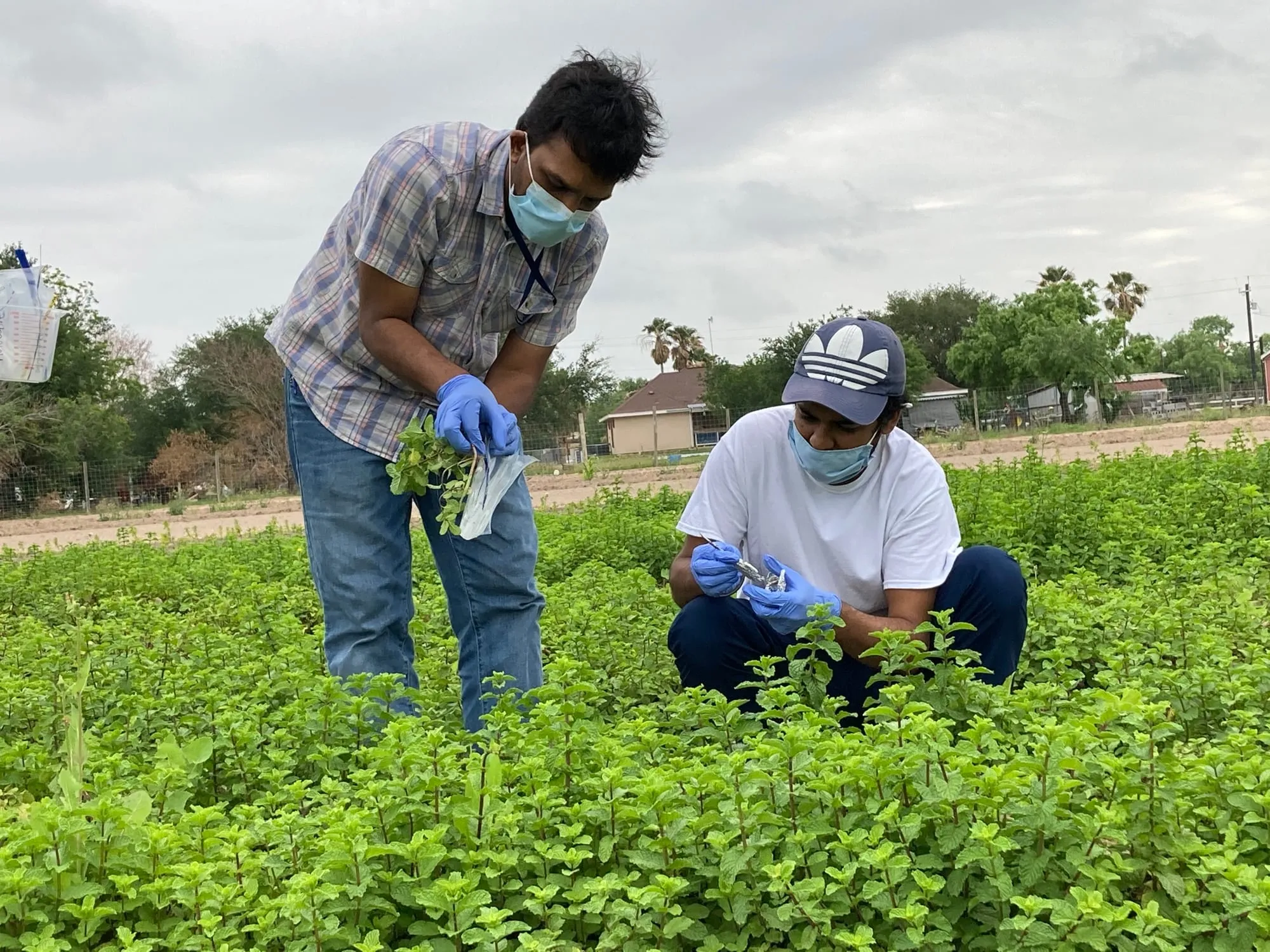 Researchers sampling leafy greens in a field