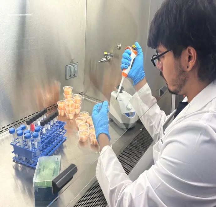 Student pipetting samples inside a biosafety cabinet